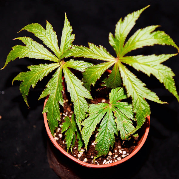 Begonia circumlobata Hance