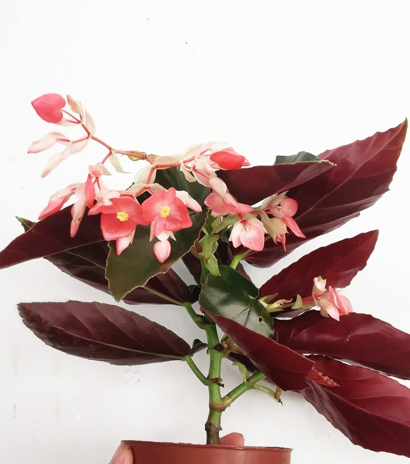 Begonia Coccinea 'Pinafore'