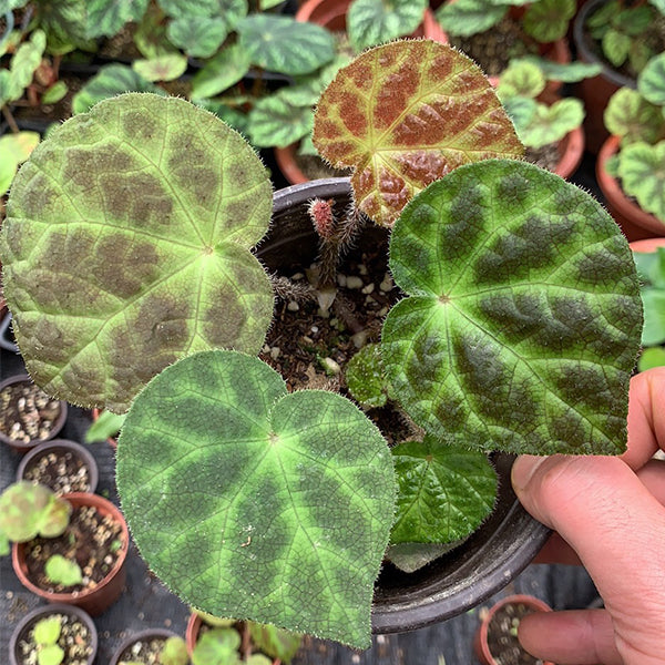 Begonia Curvicarpa