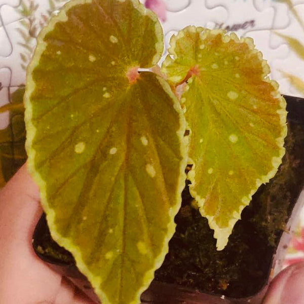 Begonia Darth Vader ( Green Spots )