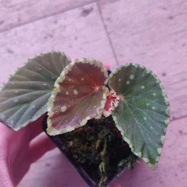 Begonia Darth Vader ( Green Spots )