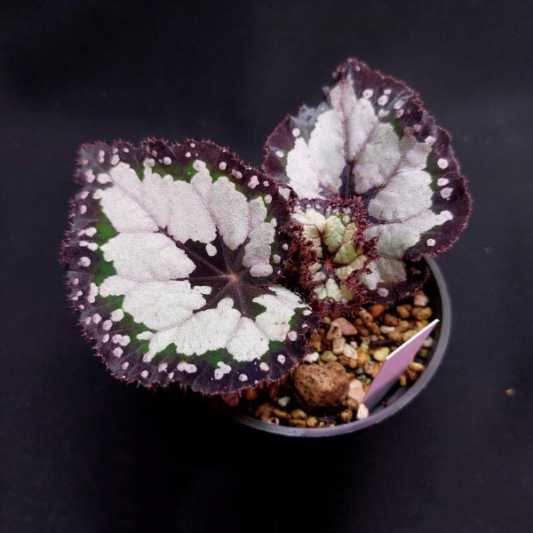Begonia dolce vita