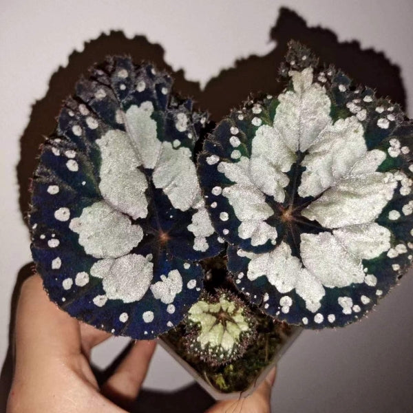 Begonia dolce vita