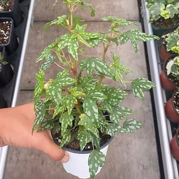 Begonia Dregei 'Glasgow'