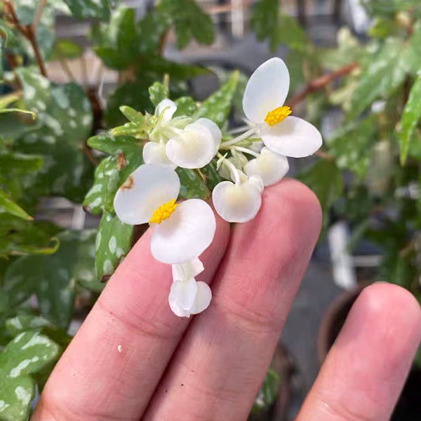 Begonia Dregei 'Glasgow'