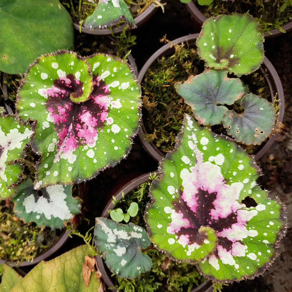 Begonia ‘ Dutch Splendor ’
