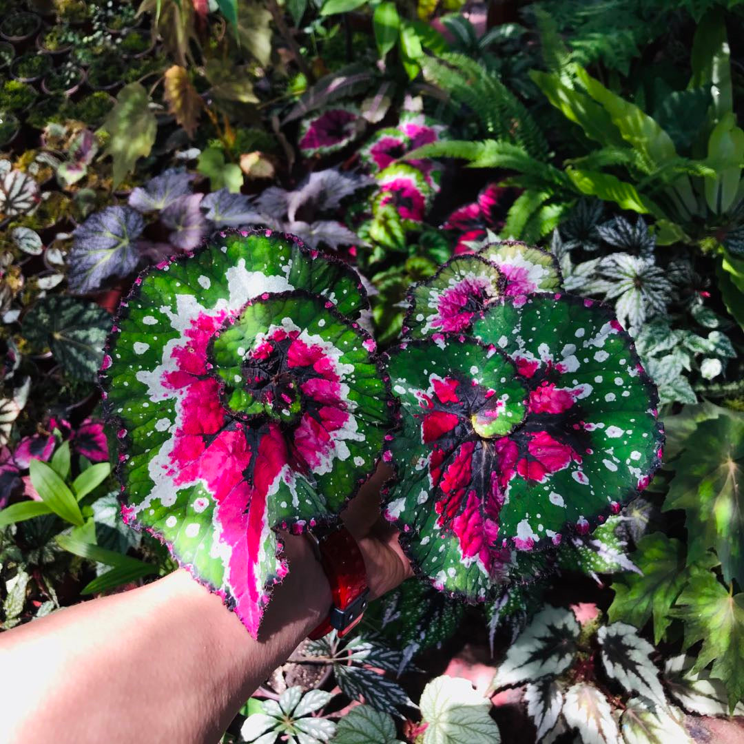 Begonia ‘ Dutch Splendor ’
