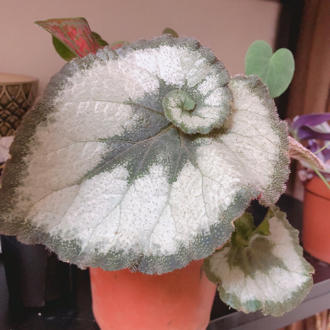 Begonia ' Escargot '