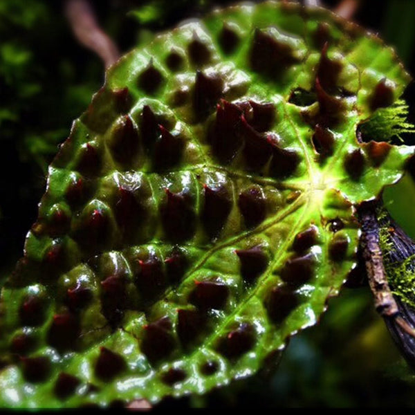Begonia melanobullata(Vietnam ferox)