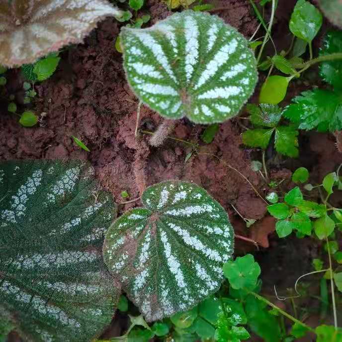 Begonia Filiformis