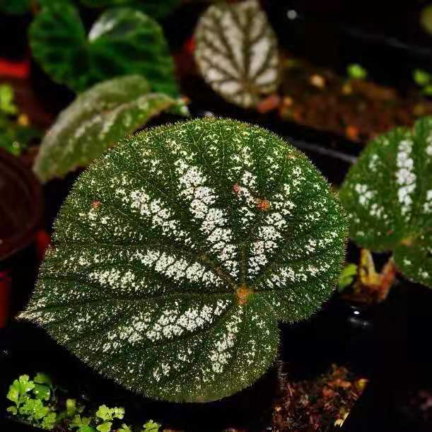 Begonia Filiformis