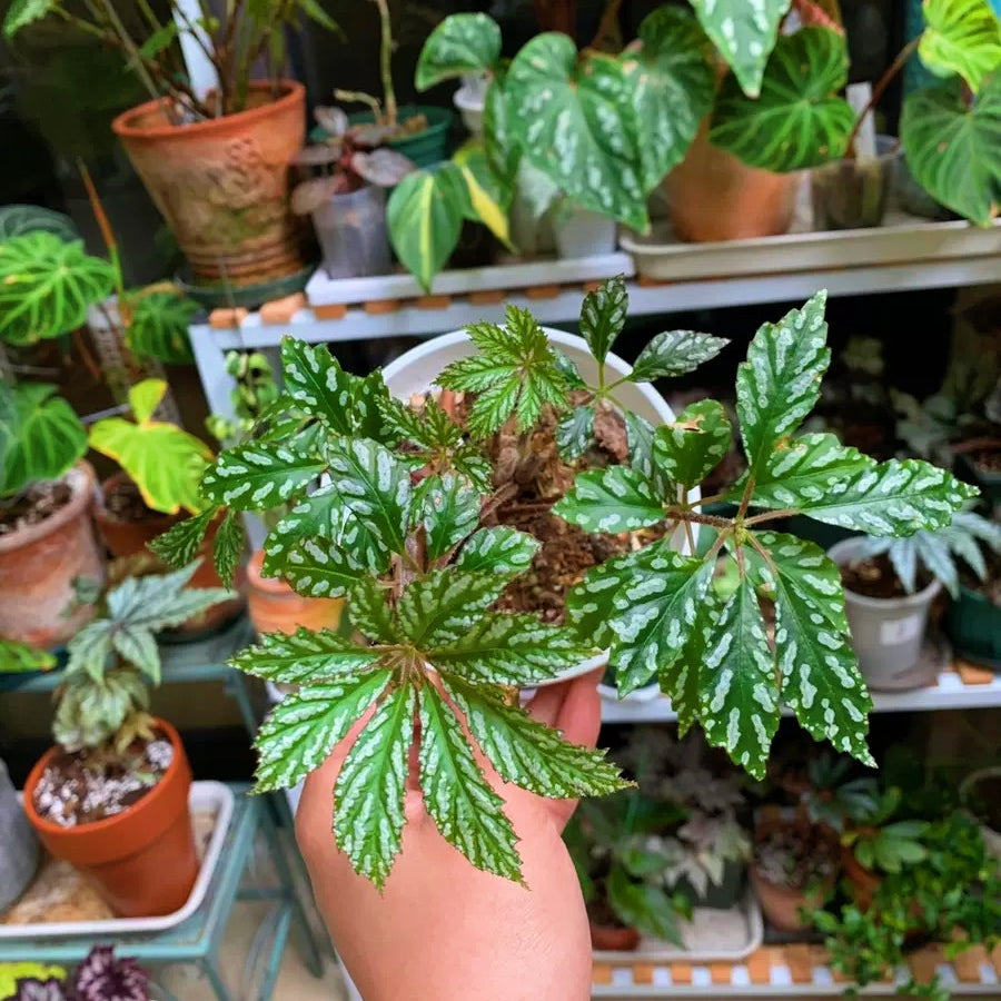 Begonia Hemsleyana