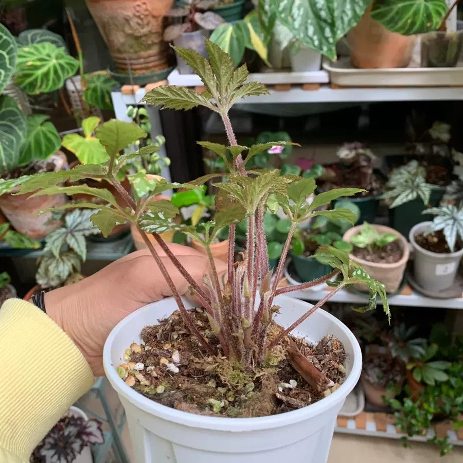 Begonia Hemsleyana