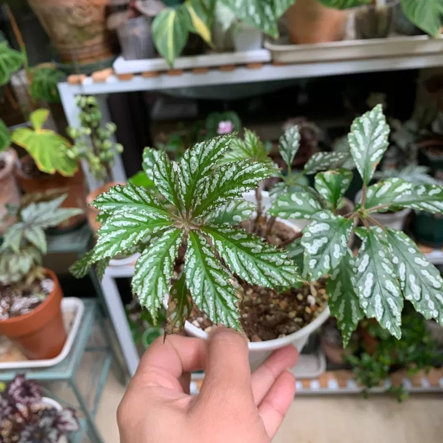 Begonia Hemsleyana