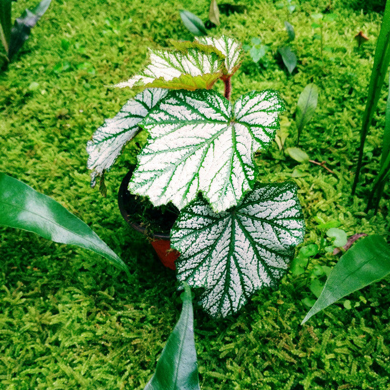 Begonia Heracleifoniana