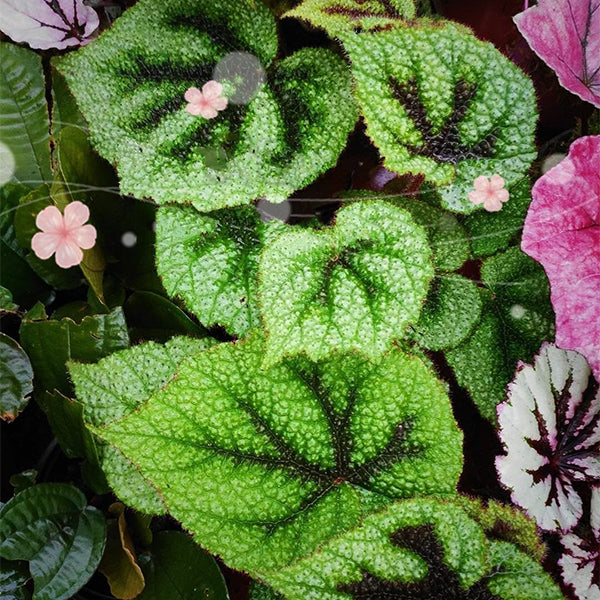 Begonia Iron Cross ( Begonia Masoniana )