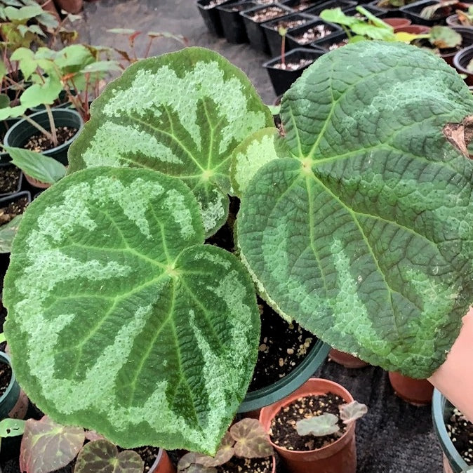 Begonia Lanternaria