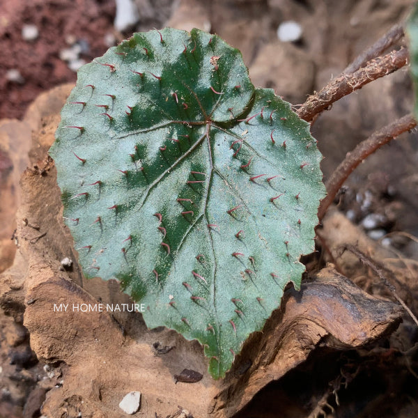 Begonia Limprichtii Irmsch.