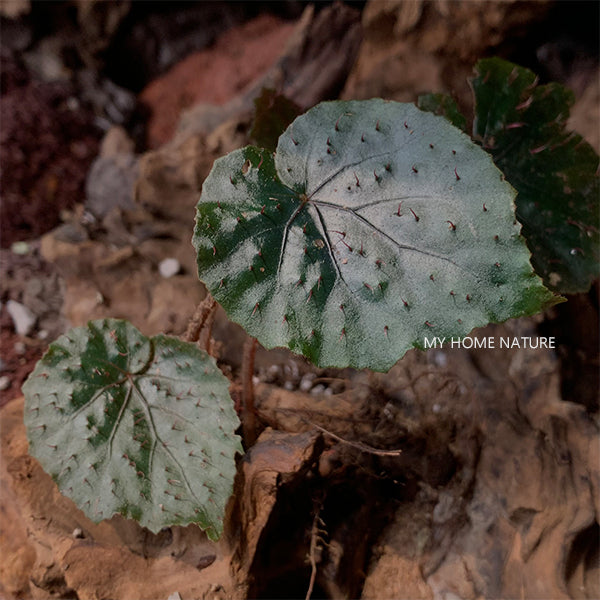 Begonia Limprichtii Irmsch.