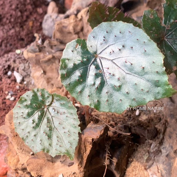 Begonia Limprichtii Irmsch.