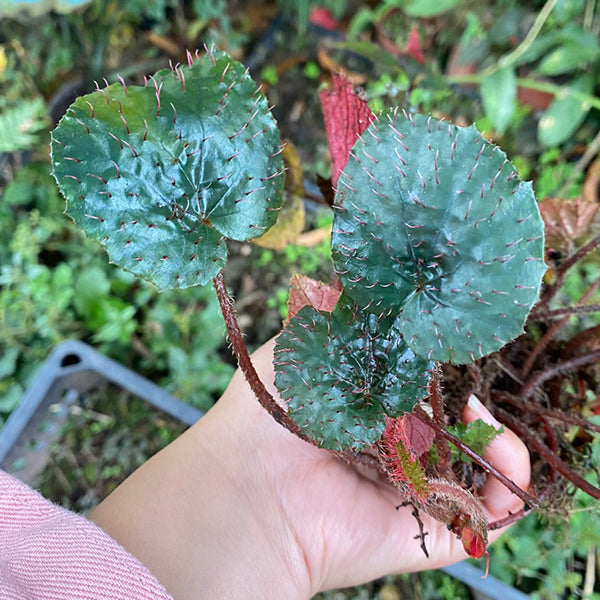 Begonia Limprichtii Irmsch.