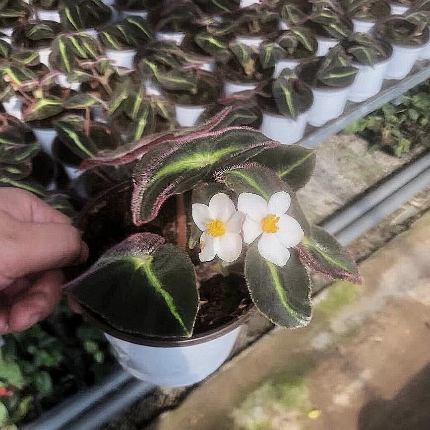 Begonia Listada