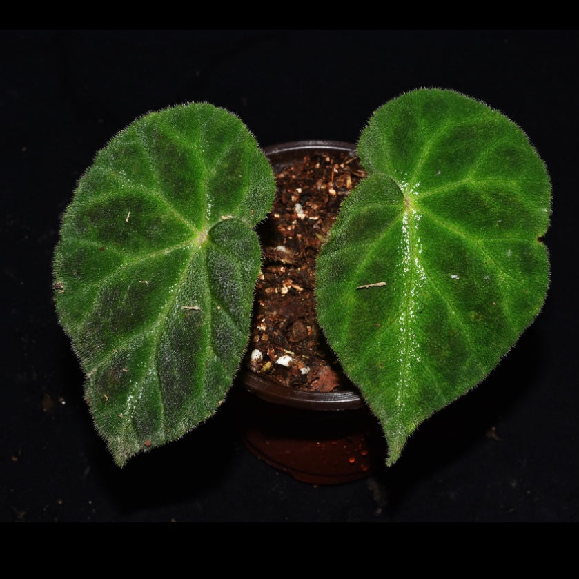 Begonia Luochengensis
