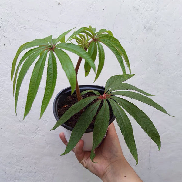 Begonia Luxurians