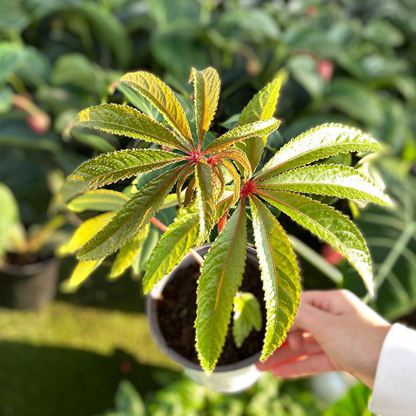 Begonia Luxurians