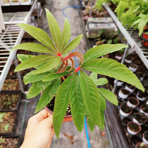 Begonia Luxurians