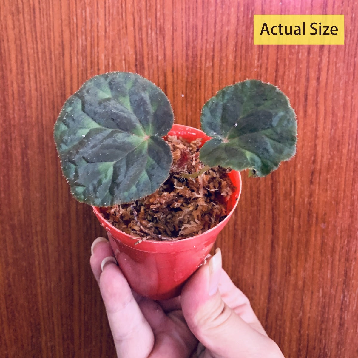 Begonia Luzhainensis