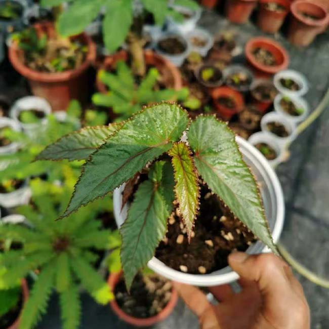 Begonia MaculataRaddi