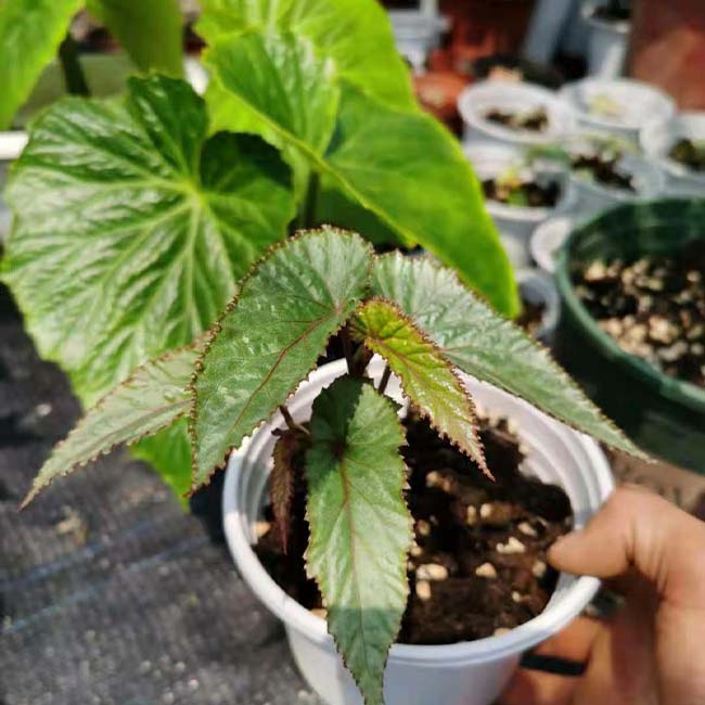 Begonia MaculataRaddi