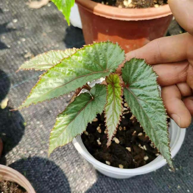 Begonia MaculataRaddi