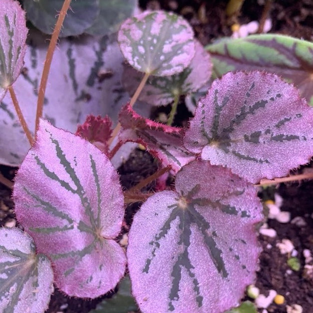 Begonia ' Martin's Mystery '