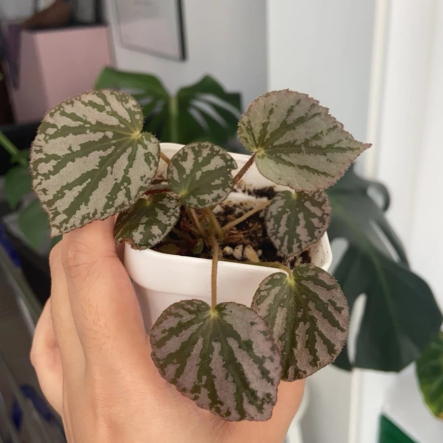 Begonia ' Martin's Mystery '