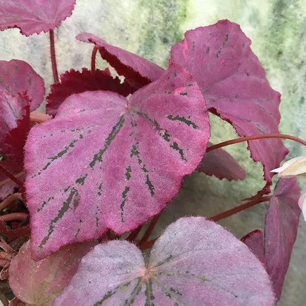 Begonia ' Martin's Mystery '