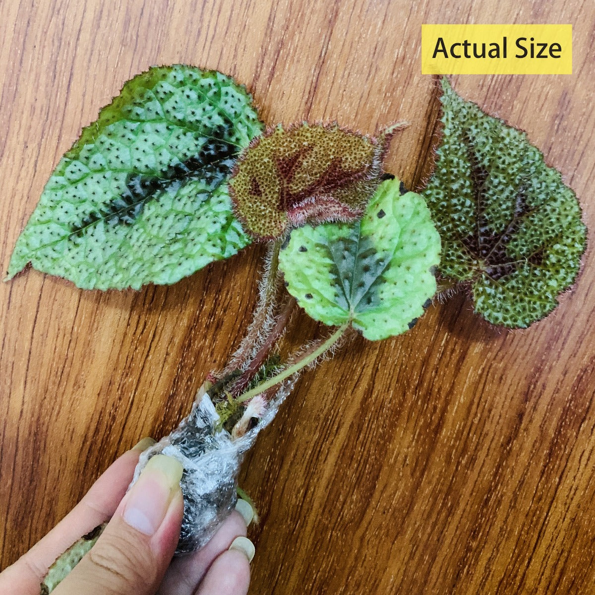 Begonia Iron Cross ( Begonia Masoniana )