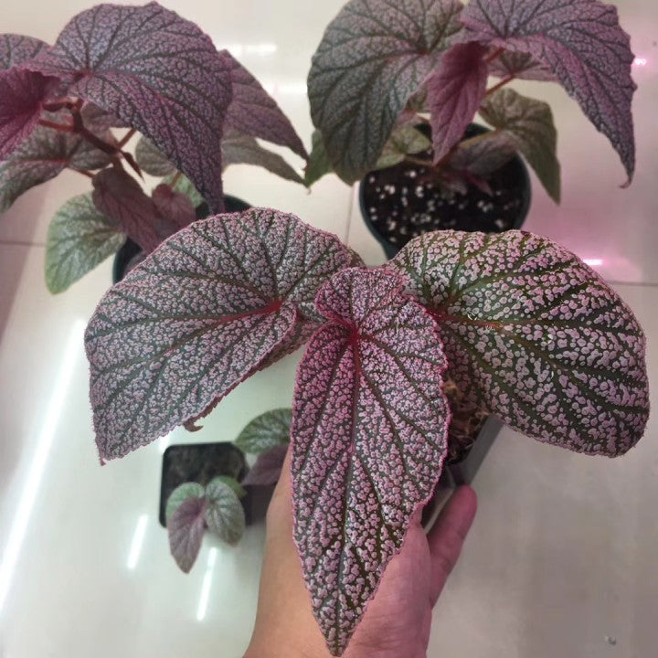 Begonia U062
