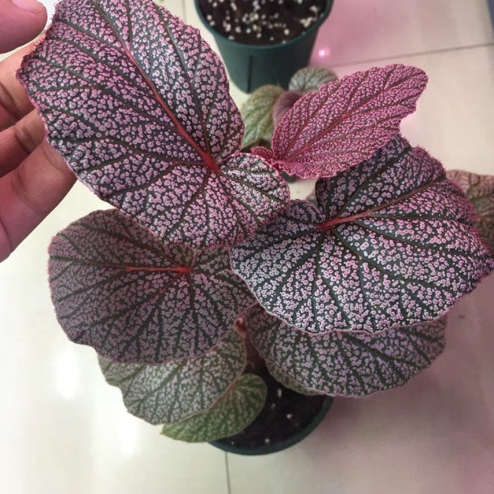 Begonia U062