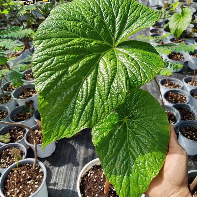 Begonia Megalophyllaria C. Y. Wu