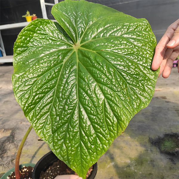 Begonia Megalophyllaria C. Y. Wu