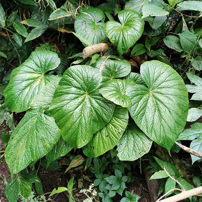 Begonia Megalophyllaria C. Y. Wu