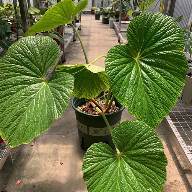 Begonia Megalophyllaria C. Y. Wu