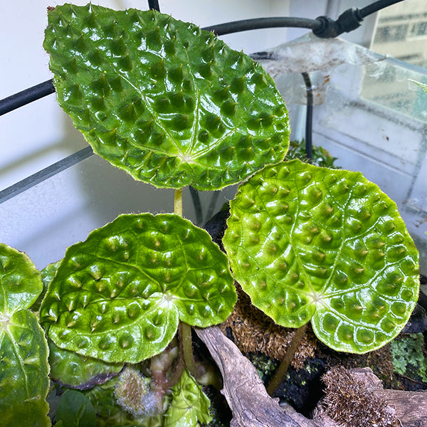 Begonia melanobullata var Green(Vietnam ferox)