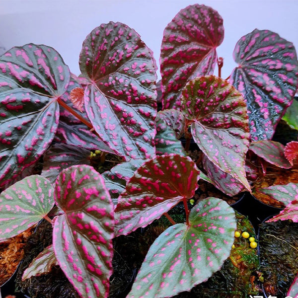 Begonia Negrosensis