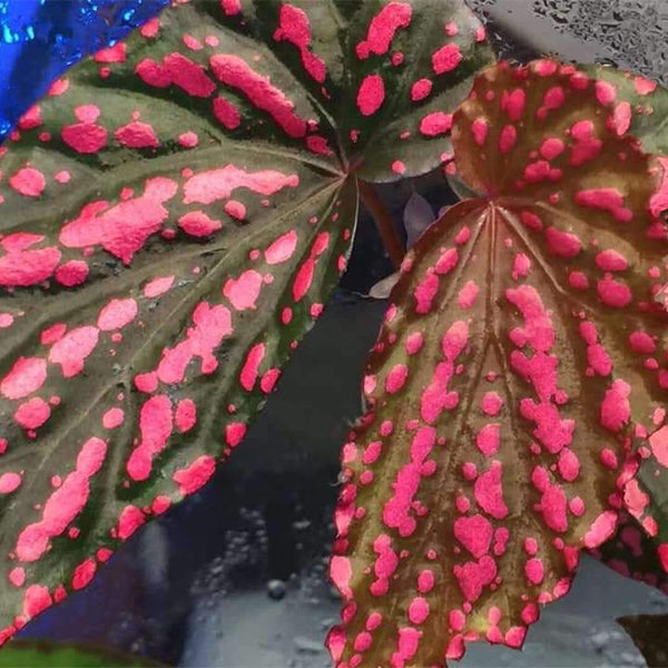 Begonia Negrosensis