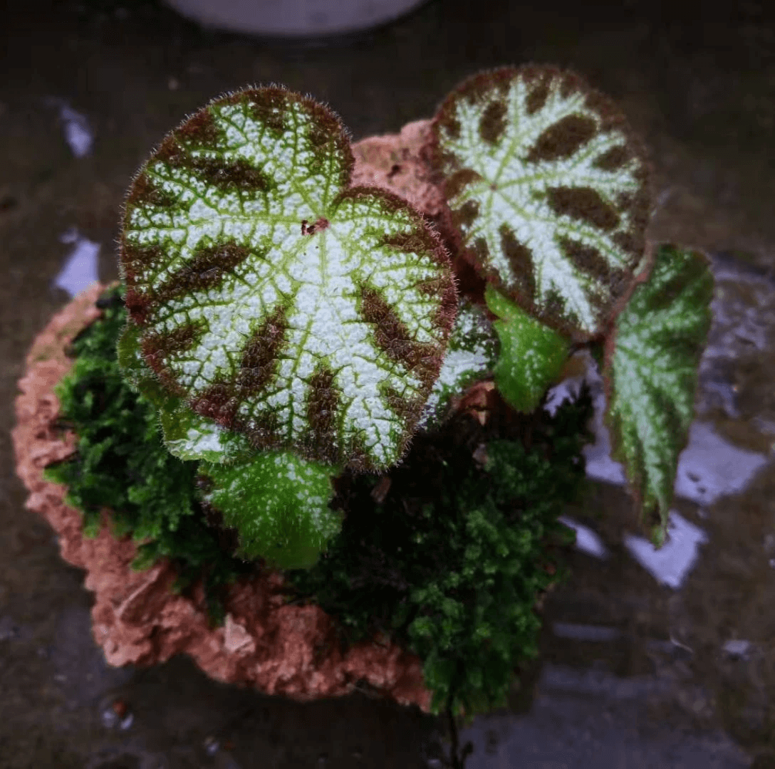 Begonia Ningming