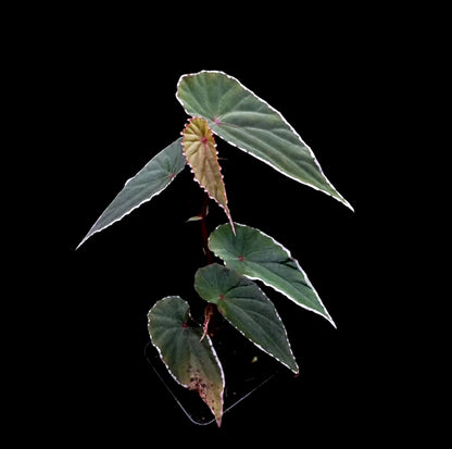 Begonia Nothobaramensis