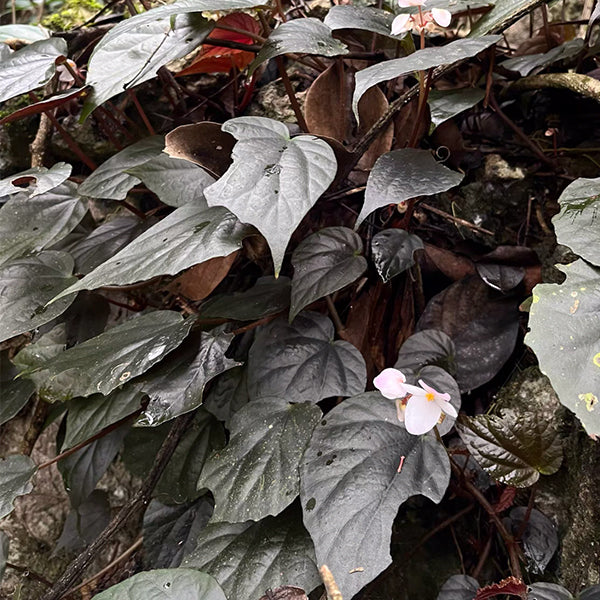 Begonia ornithophylla